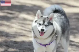 Lire la suite à propos de l’article Alaskan Klee Kai Éleveurs et chiots aux États-Unis