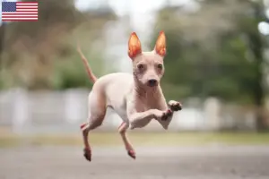 Lire la suite à propos de l’article Éleveurs et chiots d’American Hairless Terrier aux États-Unis