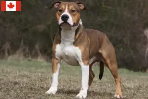 Lire la suite à propos de l’article Éleveurs de Staffordshire Terrier américain et chiots au Canada
