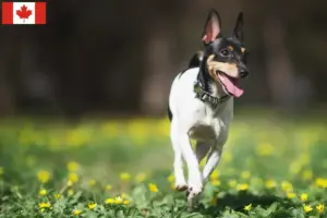 Lire la suite à propos de l’article Éleveurs et chiots d’American Toy Terrier au Canada