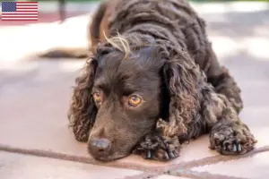 Lire la suite à propos de l’article Éleveurs d’American Water Spaniel et chiots aux États-Unis