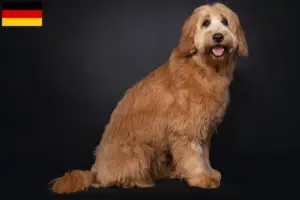 Lire la suite à propos de l’article Éleveurs de Cobberdogs australiens et chiots en France