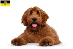 Lire la suite à propos de l’article Éleveurs de Cobberdogs australiens et chiots dans le Bade-Wurtemberg