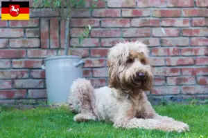 Lire la suite à propos de l’article Éleveurs de Cobberdogs australiens et chiots en Basse-Saxe