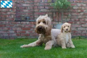 Lire la suite à propos de l’article Éleveurs de Cobberdogs australiens et chiots en Bavière