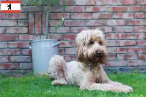 Lire la suite à propos de l’article Éleveurs de Cobberdogs australiens et chiots à Berlin