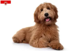 Lire la suite à propos de l’article Éleveurs de Cobberdogs australiens et chiots dans le Brandebourg
