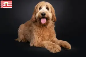 Lire la suite à propos de l’article Éleveurs de Cobberdogs australiens et chiots à Brême