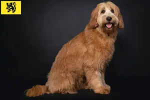 Lire la suite à propos de l’article Éleveurs de Cobberdogs australiens et chiots en Flandre