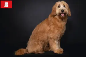 Lire la suite à propos de l’article Éleveurs de Cobberdogs australiens et chiots à Hambourg