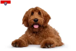 Lire la suite à propos de l’article Éleveurs de Cobberdogs australiens et chiots en Hesse
