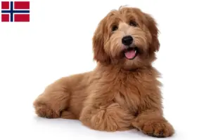 Lire la suite à propos de l’article Éleveurs de Cobberdogs australiens et chiots en Norvège