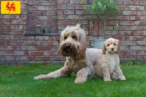 Lire la suite à propos de l’article Éleveurs de Cobberdogs australiens et chiots en Région wallonne