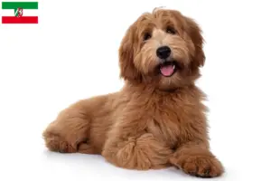 Lire la suite à propos de l’article Éleveurs de Cobberdogs australiens et chiots en Rhénanie-du-Nord-Westphalie