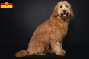 Lire la suite à propos de l’article Éleveurs de Cobberdogs australiens et chiots en Sarre