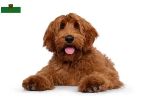 Lire la suite à propos de l’article Éleveurs de Cobberdogs australiens et chiots en Saxe