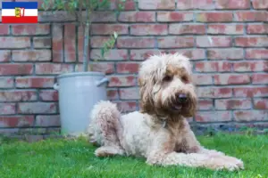 Lire la suite à propos de l’article Éleveurs de Cobberdogs australiens et chiots dans le Schleswig-Holstein