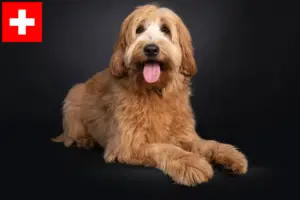 Lire la suite à propos de l’article Éleveurs de Cobberdogs australiens et chiots en Suisse