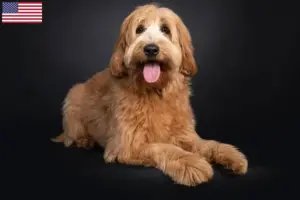 Lire la suite à propos de l’article Éleveurs de Cobberdogs australiens et chiots aux États-Unis