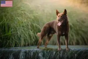 Lire la suite à propos de l’article Éleveurs de Kelpies australiens et chiots aux États-Unis