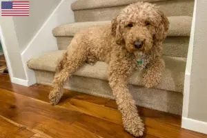 Lire la suite à propos de l’article Éleveurs de Labradoodle australien et chiots aux États-Unis