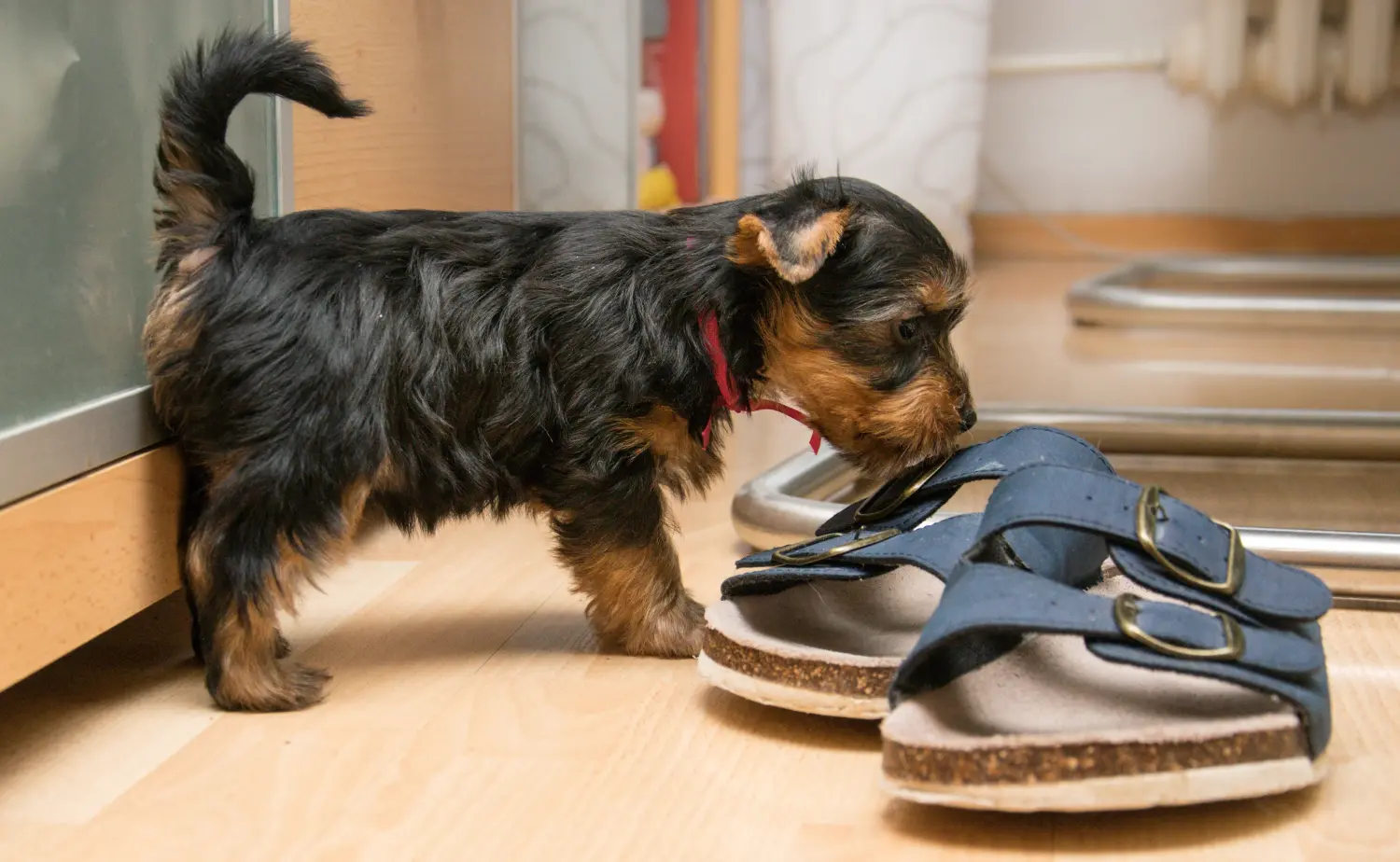 Acheter un chiot Australian Silky Terrier, c'est prendre ses responsabilités ! Acheter des chiots Australian Silky Terrier.