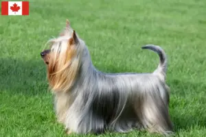 Lire la suite à propos de l’article Éleveurs de Silky Terriers australiens et chiots au Canada