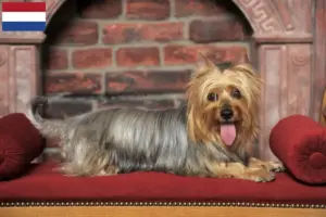 Lire la suite à propos de l’article Éleveurs de silky terriers australiens et chiots aux Pays-Bas