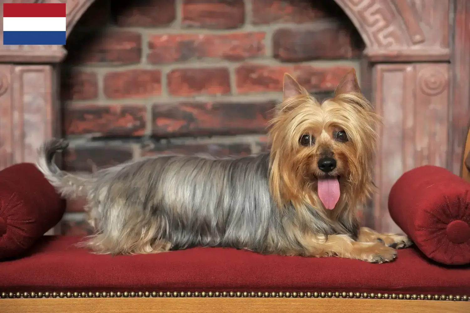 Australian Silky Terrier chiots et éleveurs Pays-Bas Ici, tu trouveras des éleveurs d'Australian Silky Terrier aux Pays-Bas.