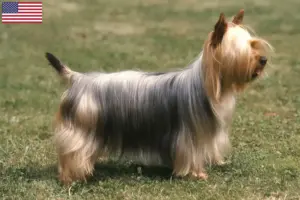 Lire la suite à propos de l’article Éleveurs de Silky Terriers australiens et chiots aux États-Unis
