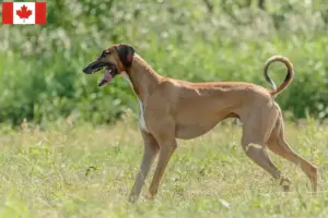 Lire la suite à propos de l’article Éleveurs d’Azawakh et chiots au Canada