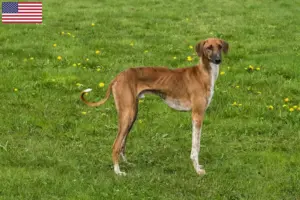 Lire la suite à propos de l’article Éleveurs d’Azawakh et chiots aux États-Unis