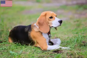 Lire la suite à propos de l’article Éleveurs de Beagle Harrier et chiots aux États-Unis
