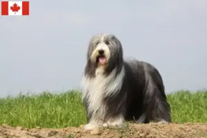 Lire la suite à propos de l’article Éleveurs de Bearded Collie et chiots au Canada