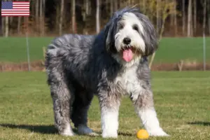 Lire la suite à propos de l’article Éleveurs de Bearded Collie et chiots aux États-Unis