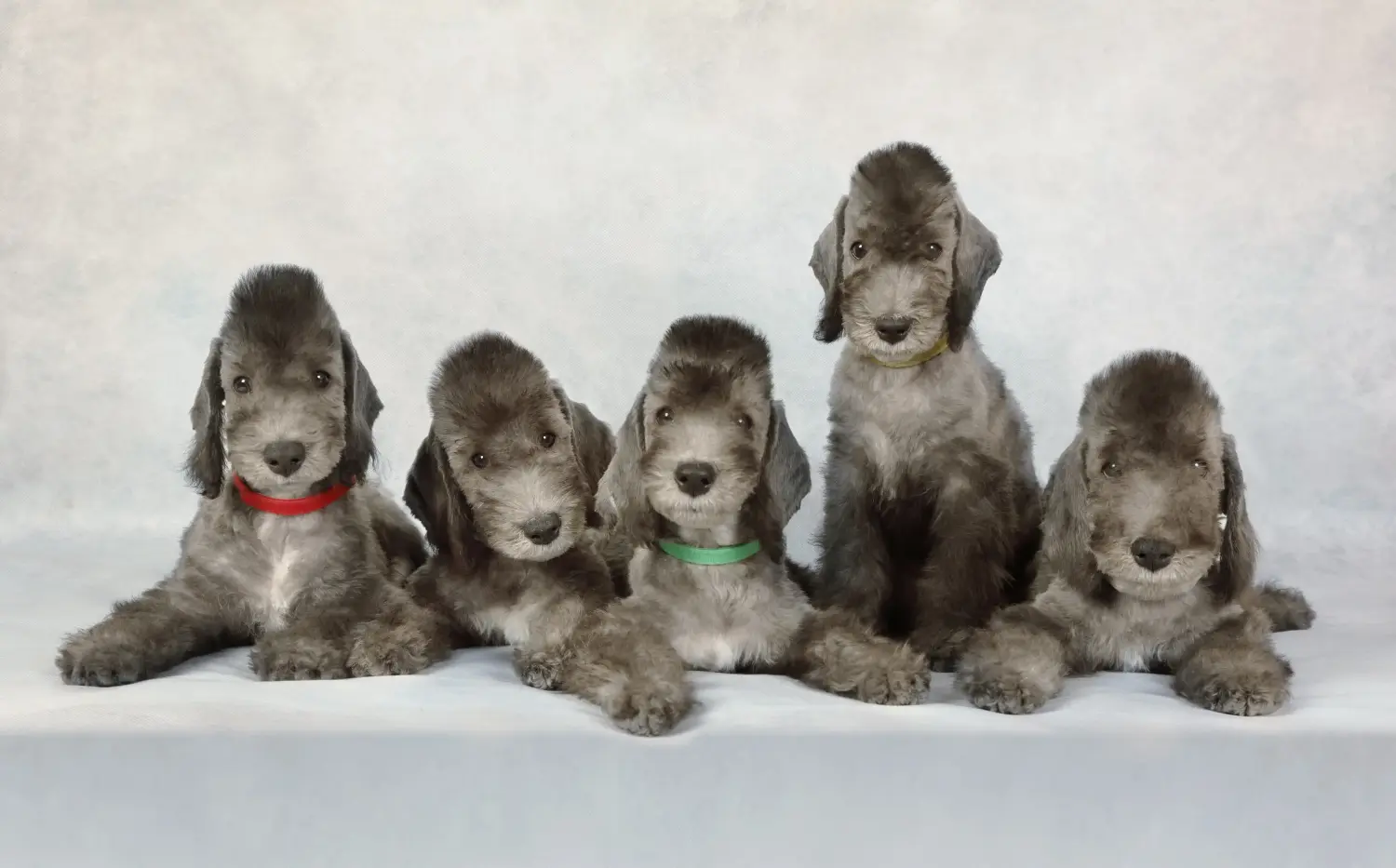Acheter un chiot Bedlington Terrier, c'est prendre ses responsabilités ! Acheter des chiots Bedlington Terrier.