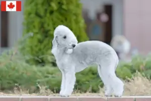 Lire la suite à propos de l’article Éleveurs de Bedlington Terrier et chiots au Canada