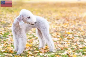 Lire la suite à propos de l’article Éleveurs de Bedlington Terrier et chiots aux États-Unis