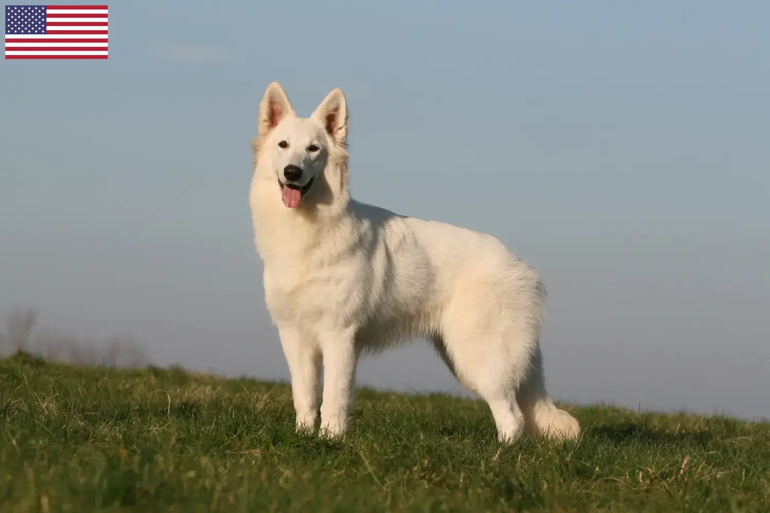 Berger blanc suisse chiots et éleveurs USA Ici, tu trouveras des éleveurs de Bergers Blancs Suisses aux Etats-Unis.