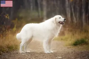 Lire la suite à propos de l’article Éleveurs de bergers de la Maremme et des Abruzzes et chiots aux États-Unis