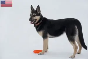 Lire la suite à propos de l’article Éleveurs de bergers d’Europe de l’Est et chiots aux États-Unis