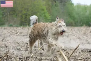 Lire la suite à propos de l’article Berger de Picardie Éleveurs et chiots aux États-Unis