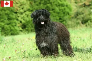 Lire la suite à propos de l’article Berger des Pyrénées éleveurs et chiots au Canada