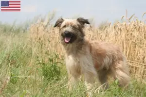Lire la suite à propos de l’article Berger des Pyrénées Éleveurs et chiots aux États-Unis