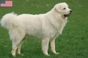 Lire la suite à propos de l’article Éleveurs de chiens de berger des Tatras et chiots aux États-Unis