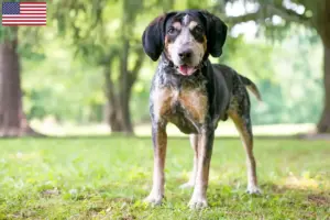 Lire la suite à propos de l’article Bluetick Coonhound Éleveurs et chiots aux États-Unis