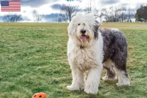 Lire la suite à propos de l’article Éleveurs de bobtails et chiots aux États-Unis