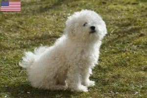 Lire la suite à propos de l’article Éleveurs et chiots bolognais aux États-Unis