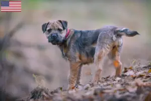 Lire la suite à propos de l’article Éleveurs de border terriers et chiots aux États-Unis