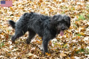 Lire la suite à propos de l’article Éleveurs de Bordoodle et chiots aux États-Unis